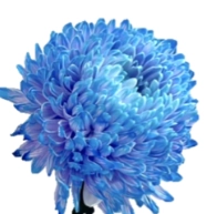 Chrysanthemum single blue