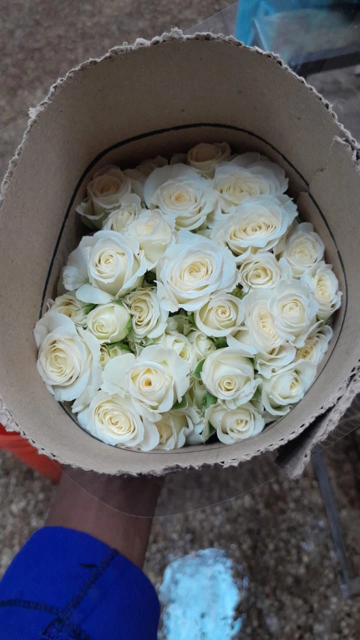 Rose spray snowy blossom | Wholesale flowers, plants and supplies Rose spray snowy blossom