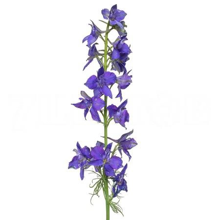 Delphinium dark blue | Wholesale flowers, plants and supplies Delphinium dark blue