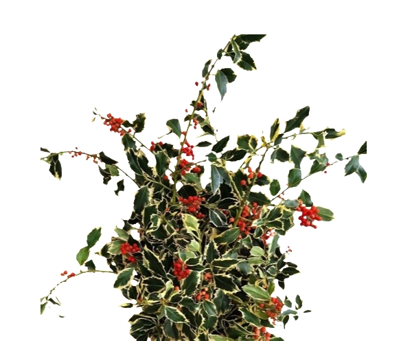 Blad Ilex variegata