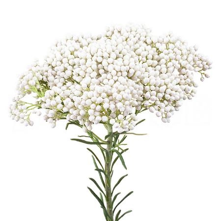 Ozothamnus cooks snow white