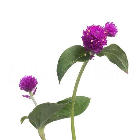 Gomphrena purple