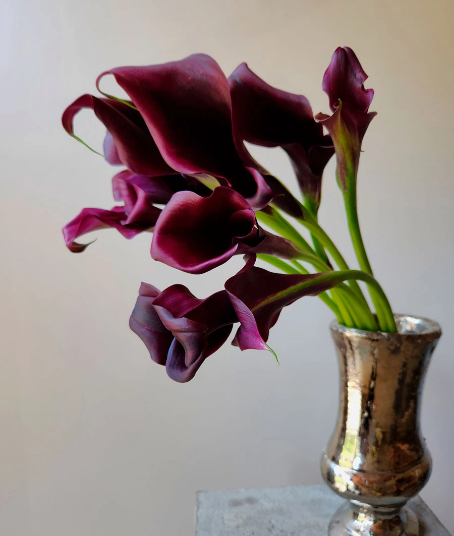 Calla | Wholesale flowers, plants and supplies Calla