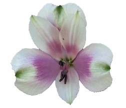 Alstroemeria lanacaster