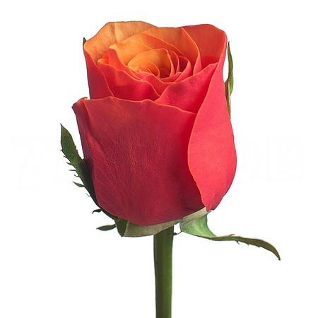 Rose espana