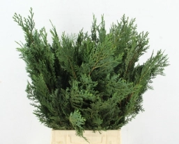 Chamaecyparis alumii