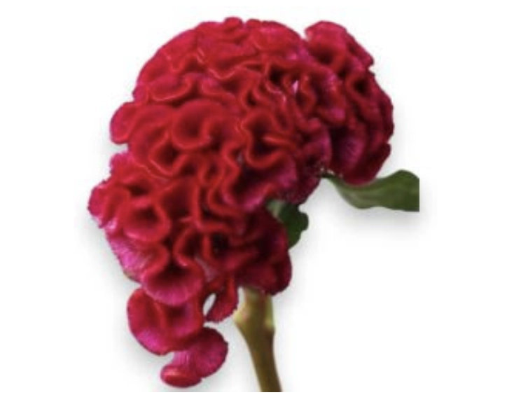 Celosia brain cresta red