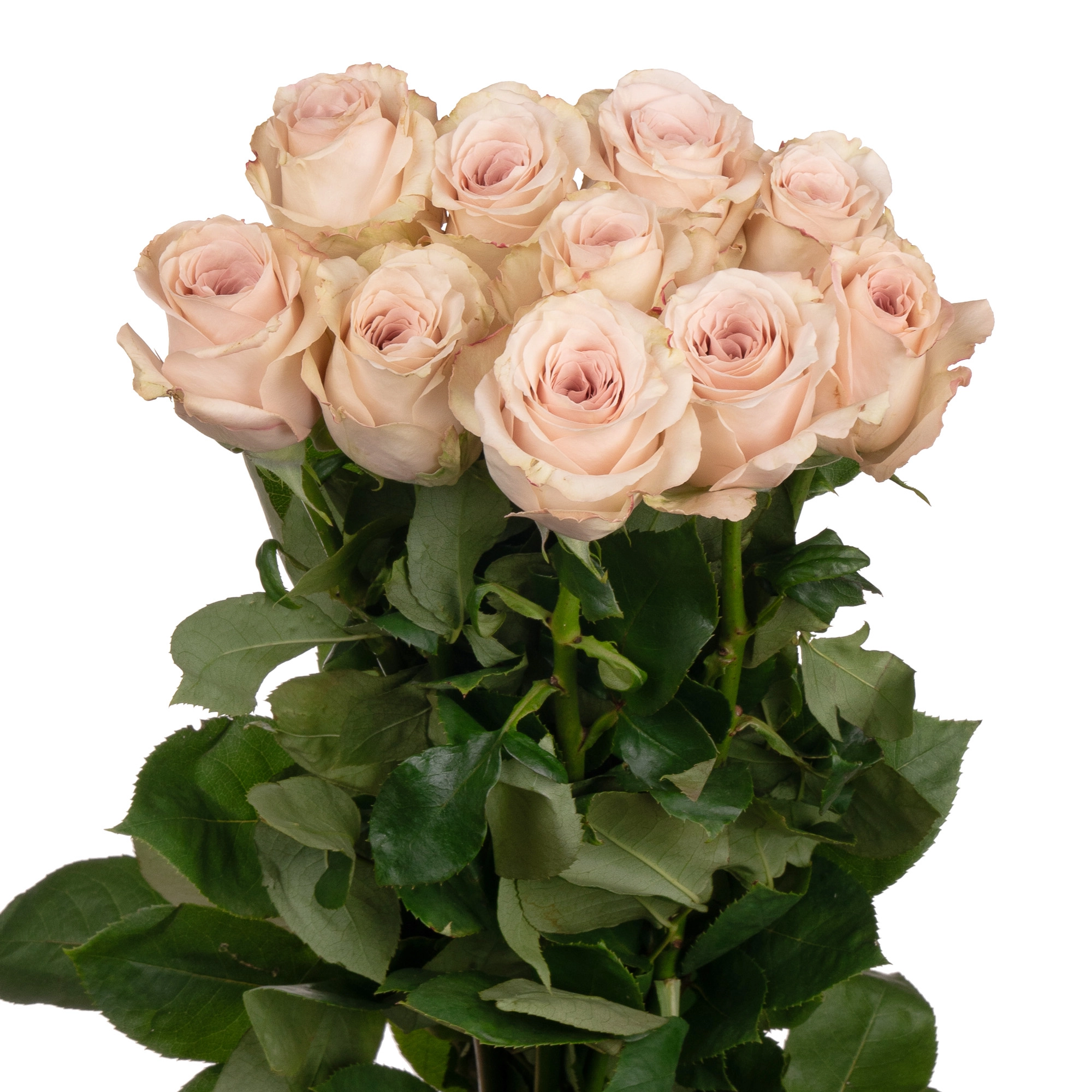 Rose quicksand | Wholesale flowers, plants and supplies Rose quicksand