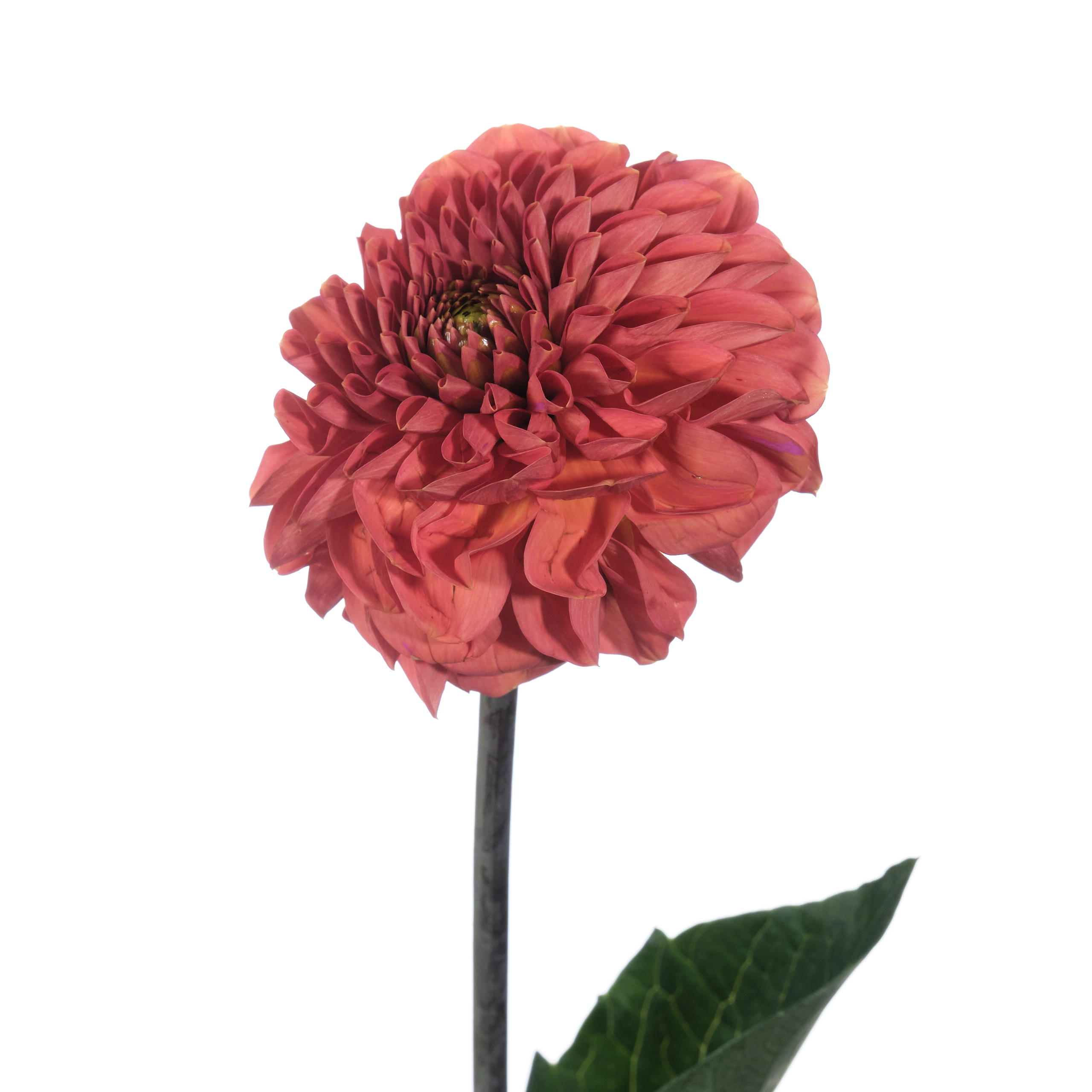 Dahlia orange fox