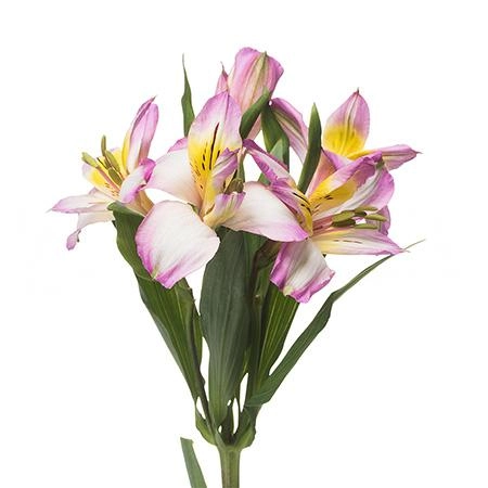 Alstroemeria bella star