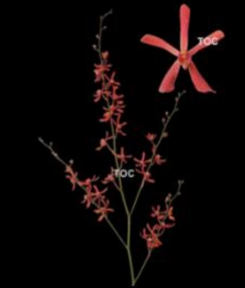 Mokara jame storel | Wholesale flowers, plants and supplies Mokara jame storel