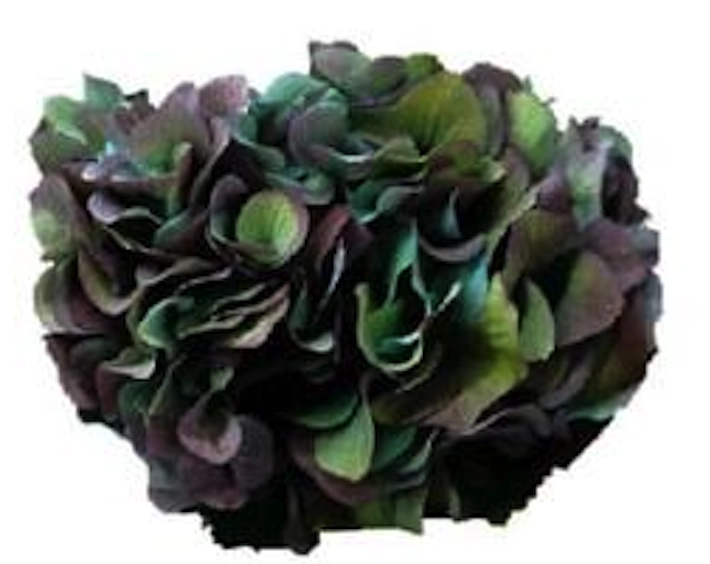 Hydrangea extra big petal hulk