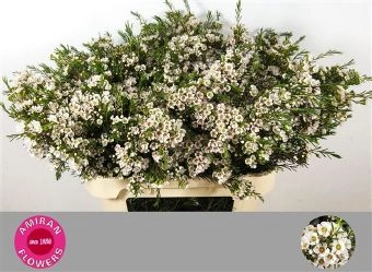 Chamelaucium eve | Wholesale flowers, plants and supplies Chamelaucium eve