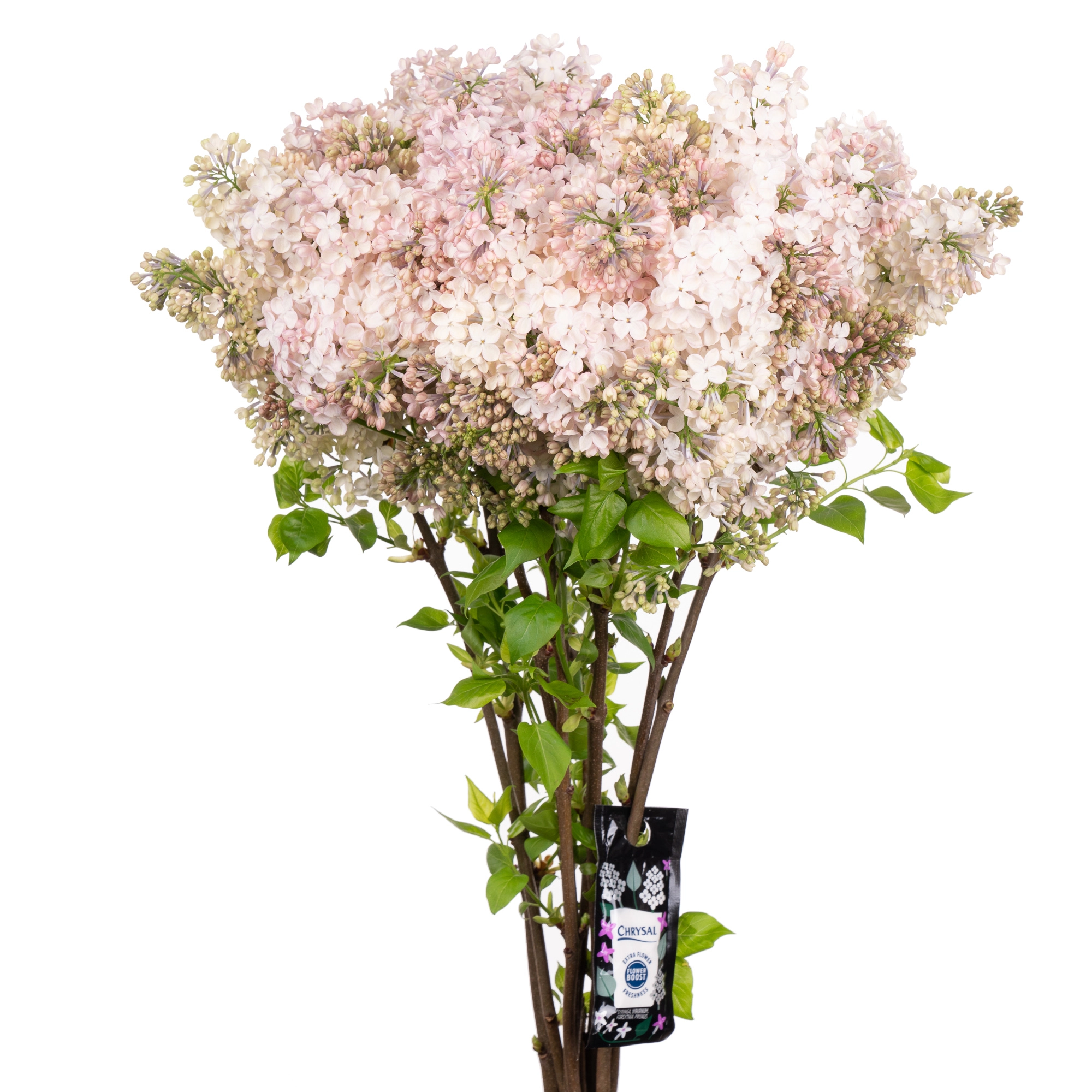 Syringa maidens blush