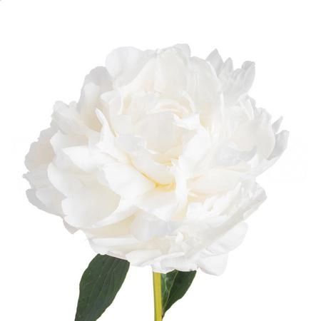 Paeonia ann cousins