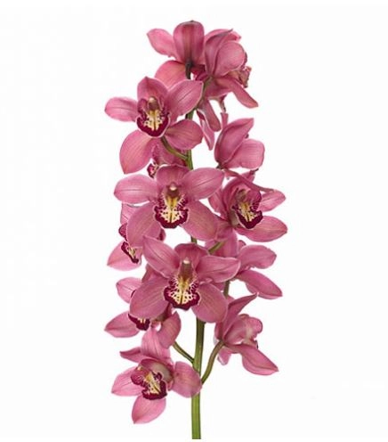 Cymbidium trinity