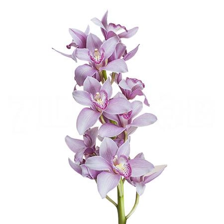 Cymbidium c 290
