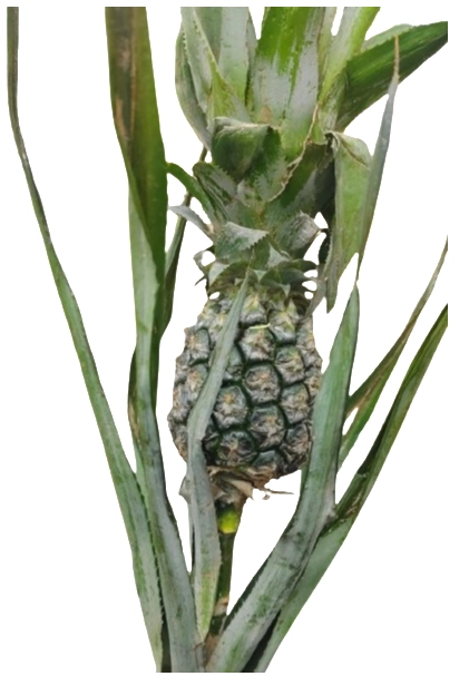 Green Pineapple