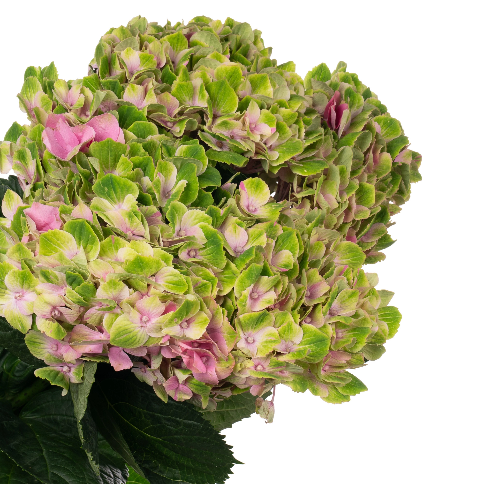 Hydrangea magical amethyst green