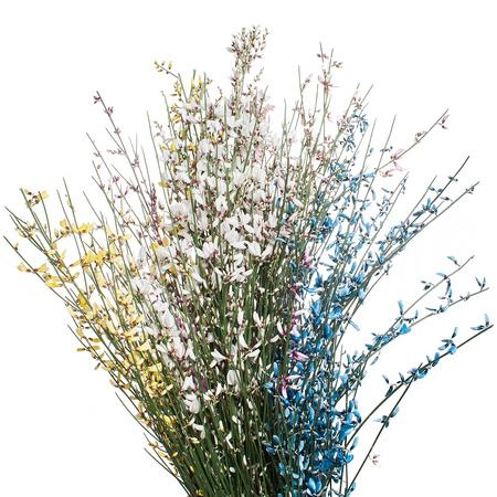 Genista mix