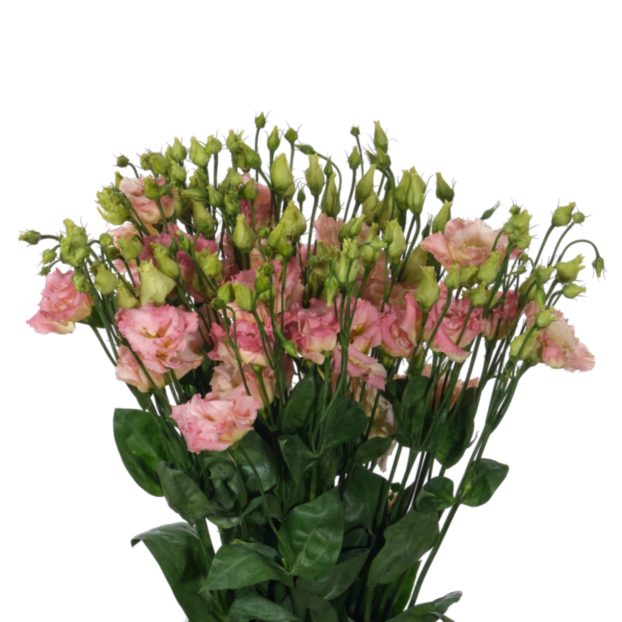 Eustoma double alissa champagne