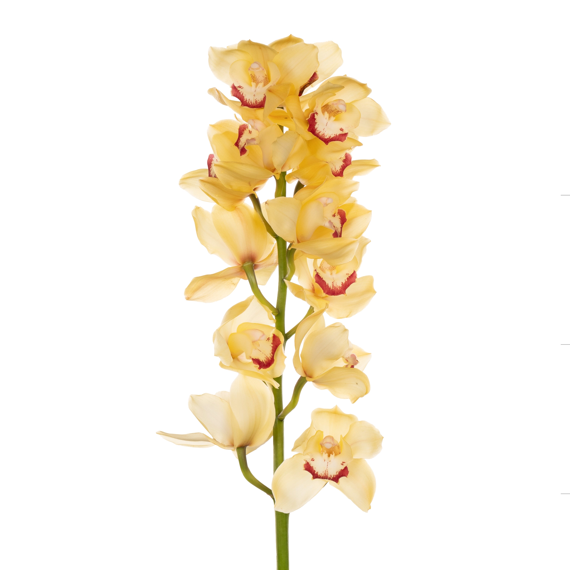 Cymbidium gold