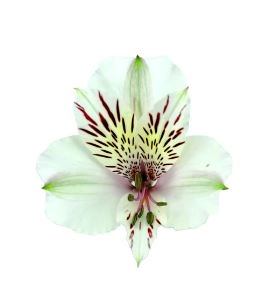 Alstroemeria himalaya | Wholesale flowers, plants and supplies Alstroemeria himalaya