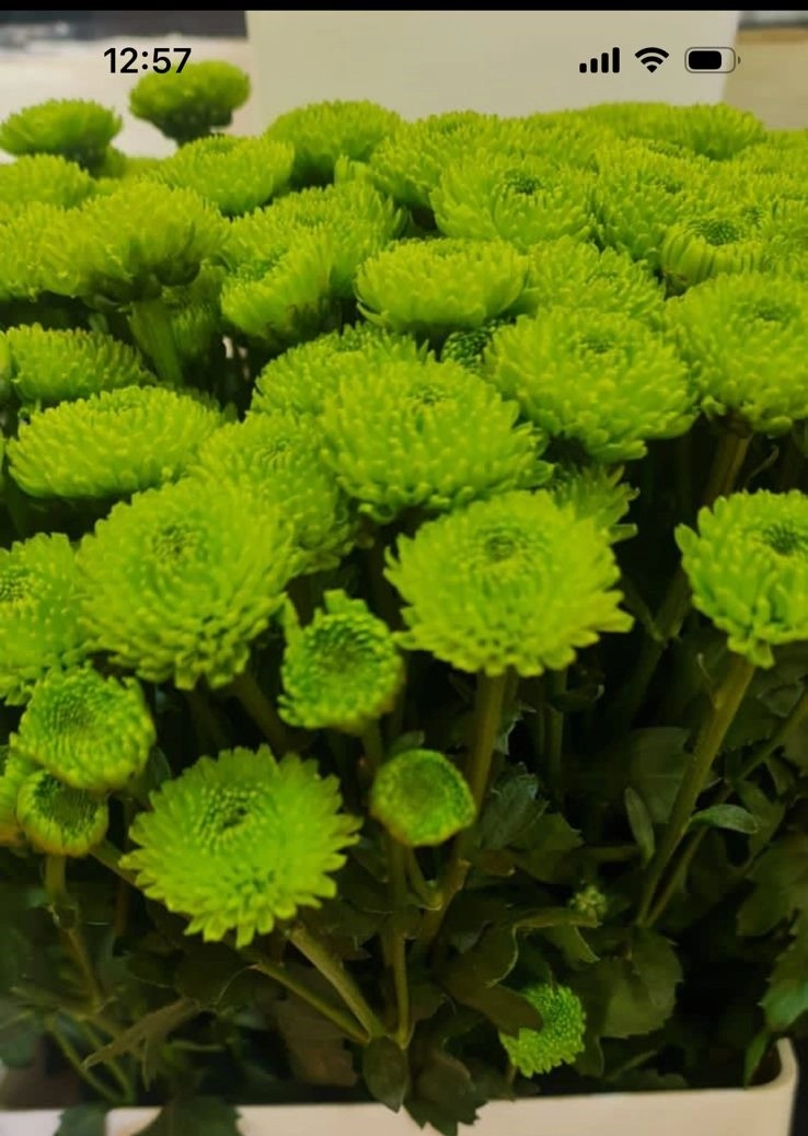 Chrysanthemum spray green | Wholesale flowers, plants and supplies Chrysanthemum spray green
