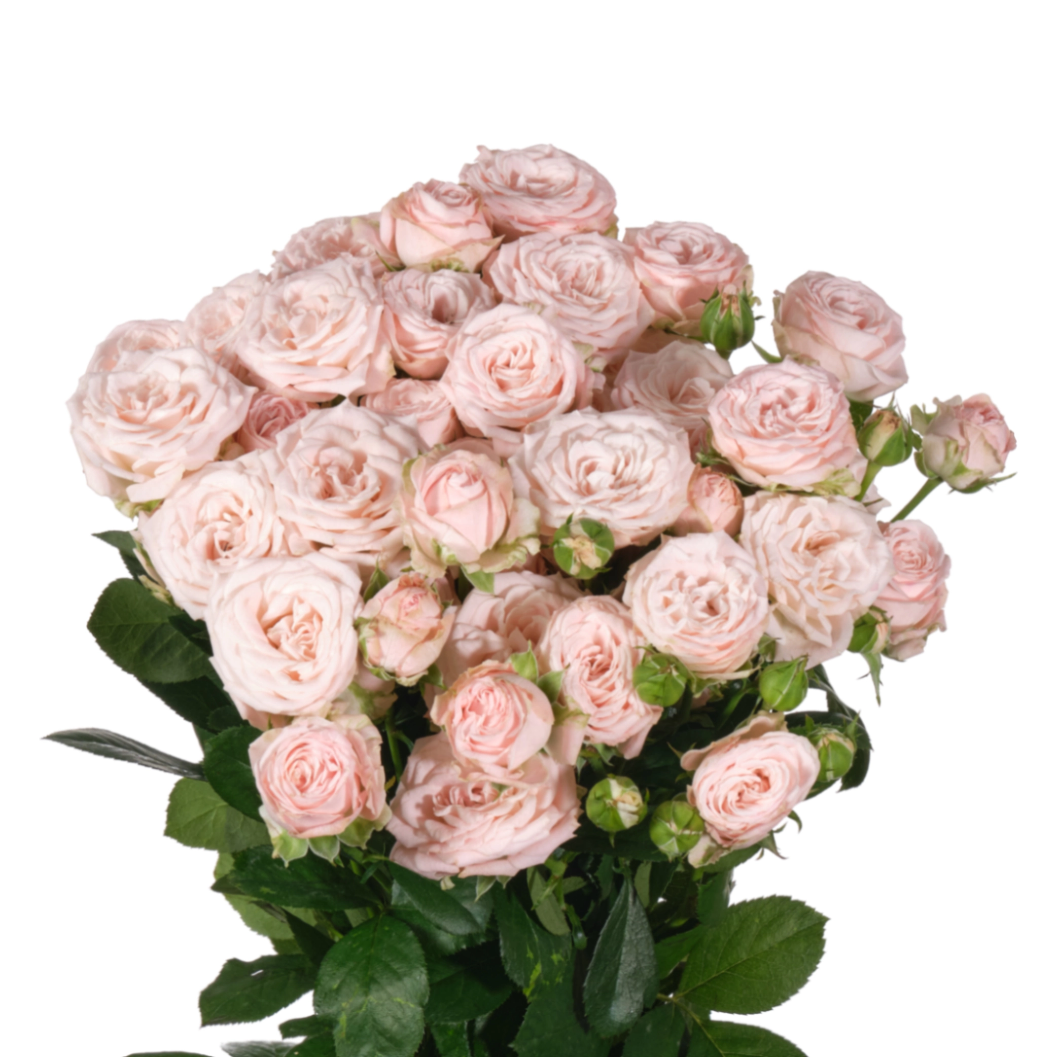 Rose spray bombastic | Wholesale flowers, plants and supplies Rose spray bombastic