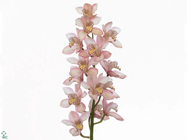 Cymbidium pink peach