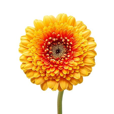 Gerbera mini gerponi bonita