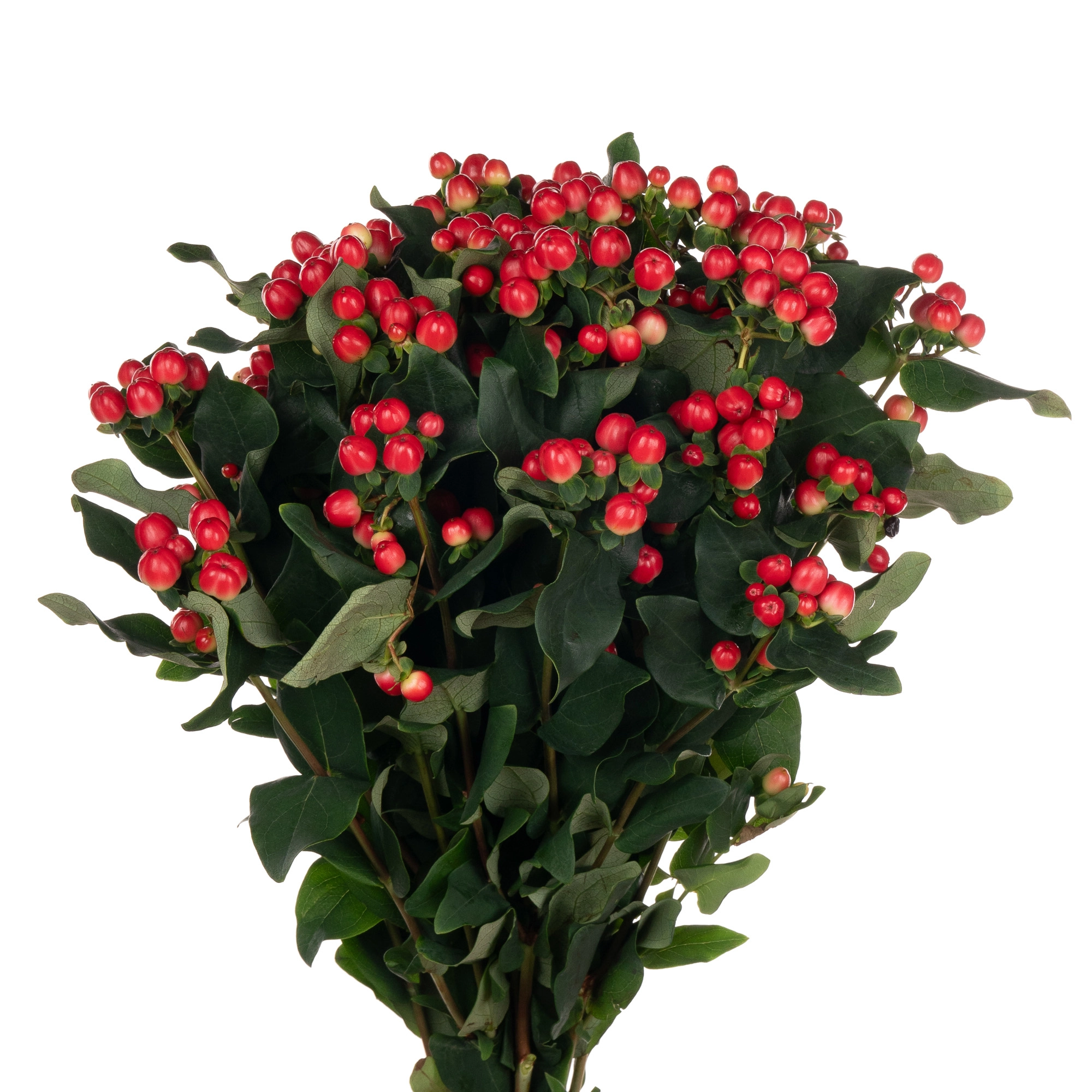 Hypericum red