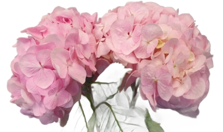 Hydrangea bliss
