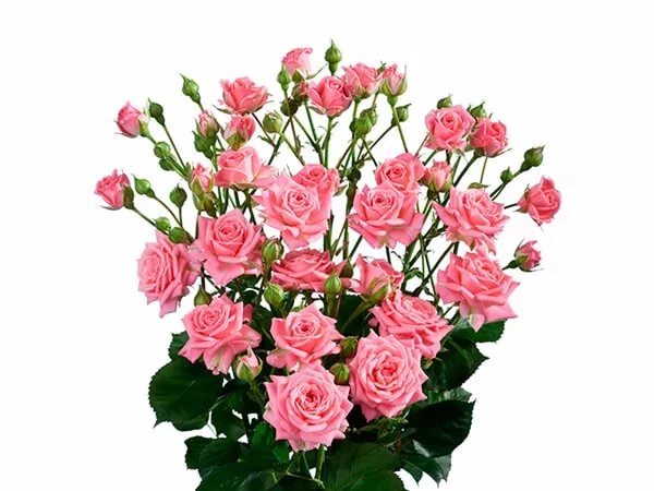 Rose spray sylvana | Wholesale flowers, plants and supplies Rose spray sylvana