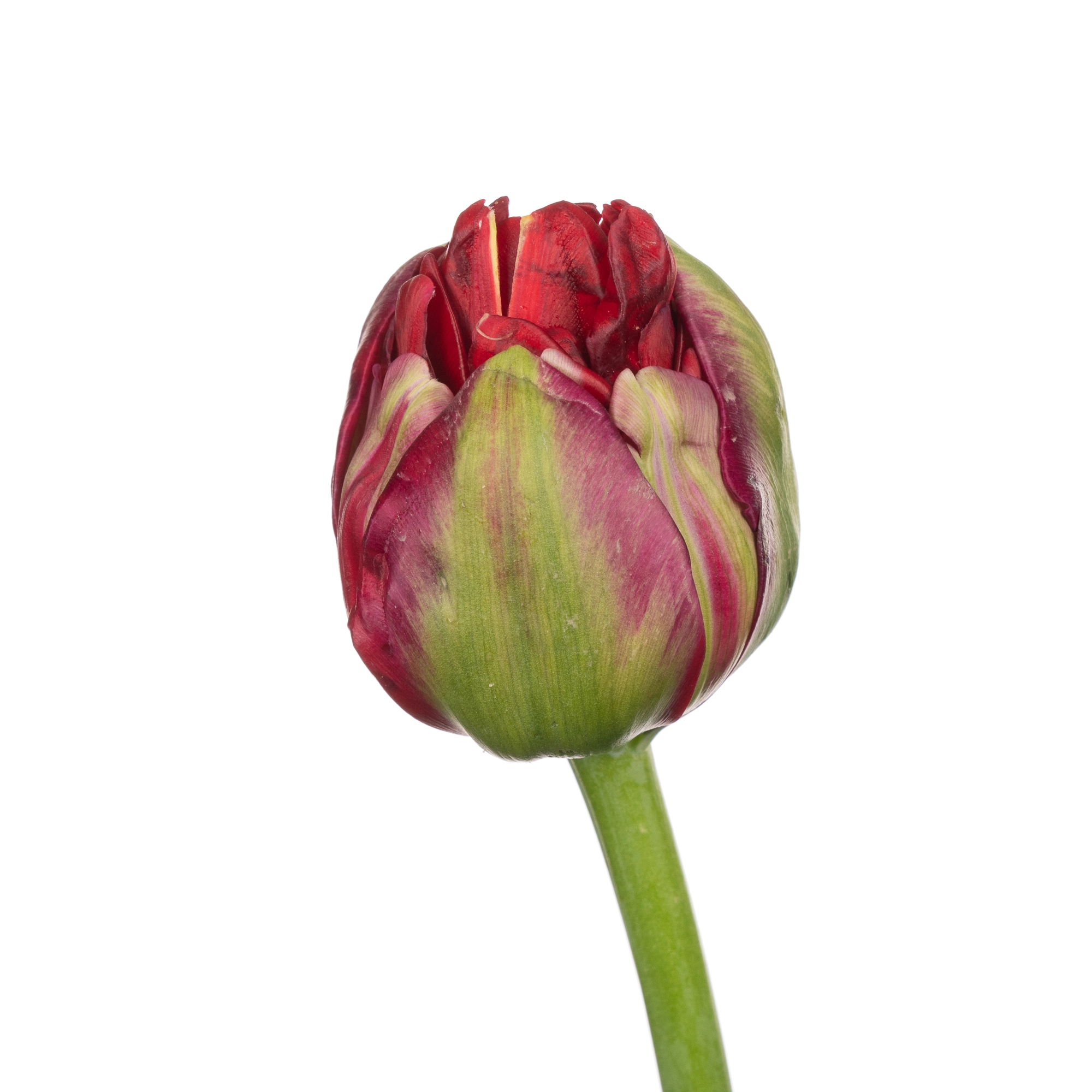 Tulip enkel emblazon