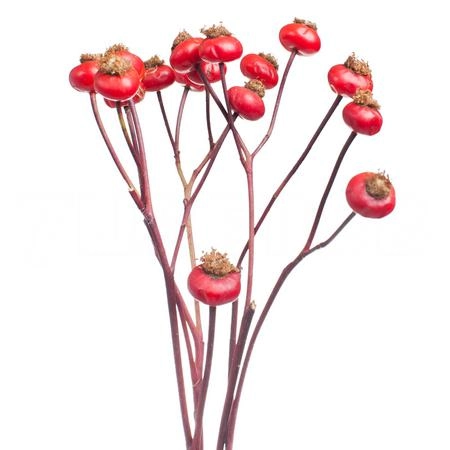 Rose Hip sensational fantasy