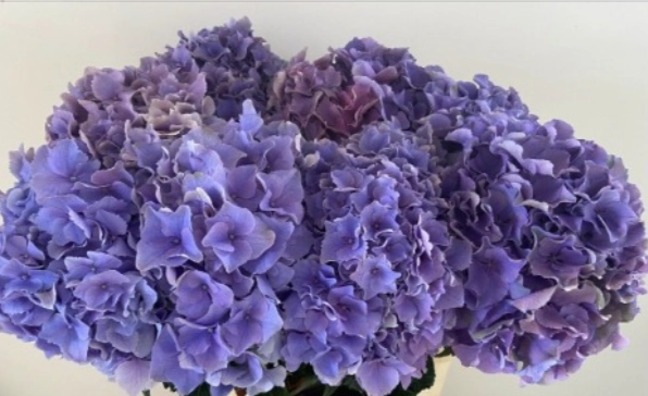 Hydrangea royal breeze blue