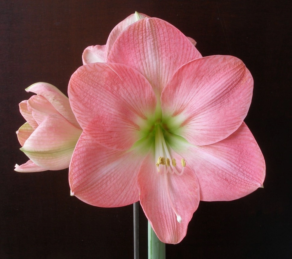 Hippeastrum pink
