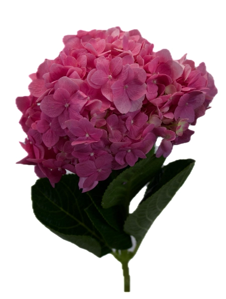 Hydrangea premium sea pink
