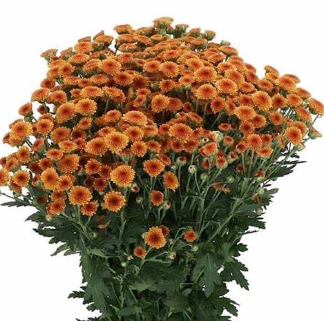 Chrysanthemum santini madiba orange | Wholesale flowers, plants and supplies Chrysanthemum santini madiba orange
