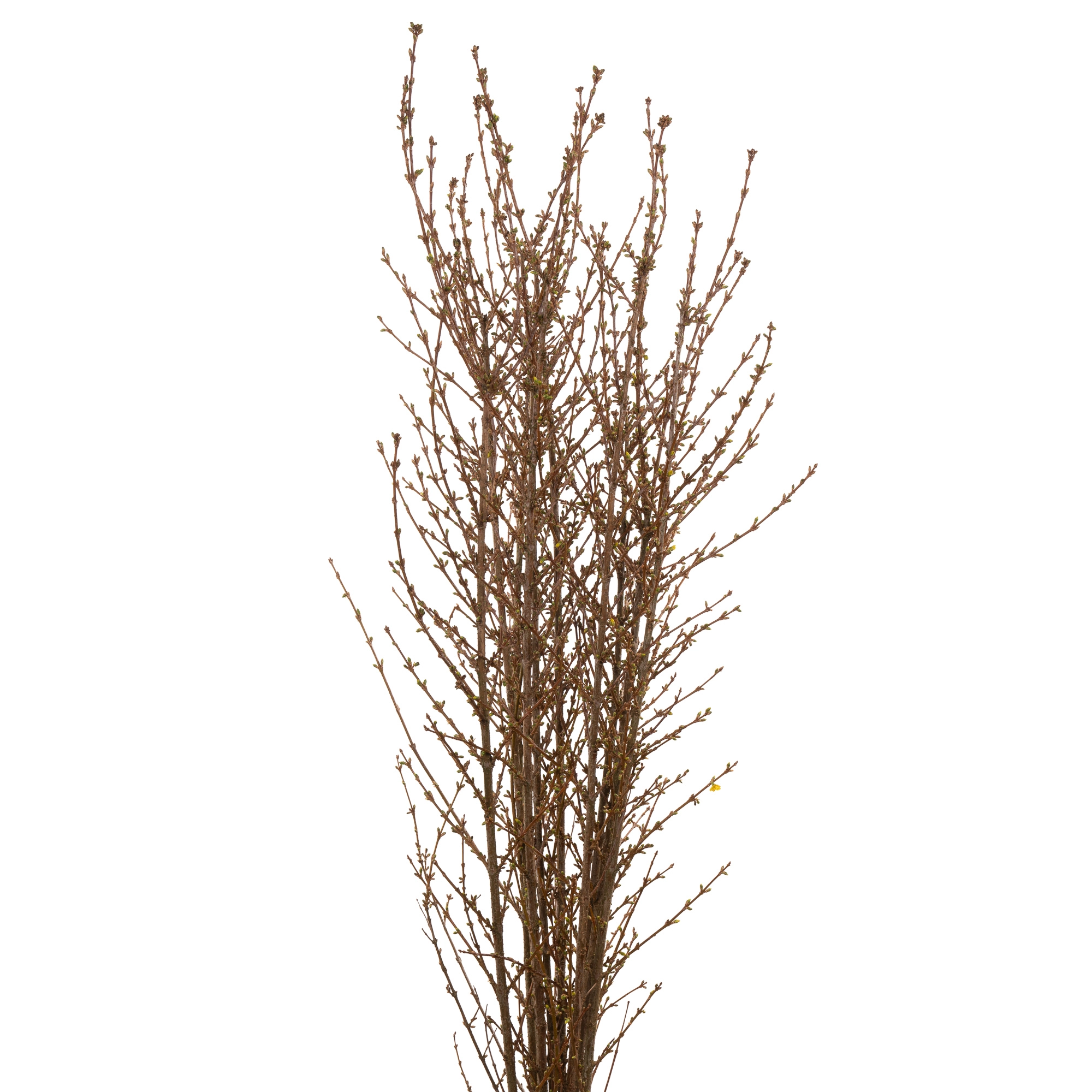 Forsythia