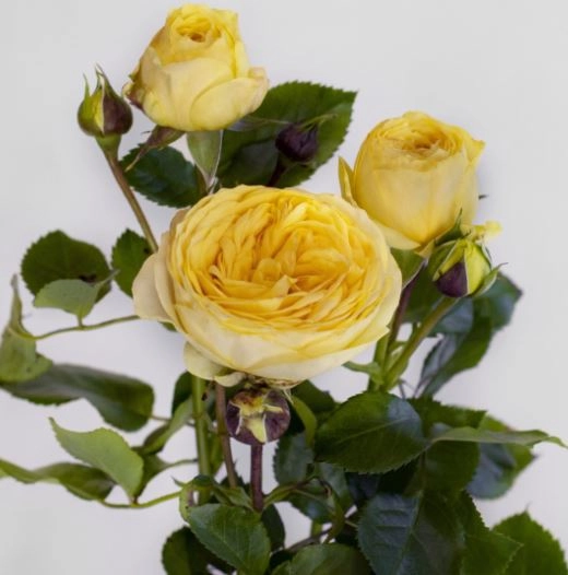 Rose spray lemon pompon