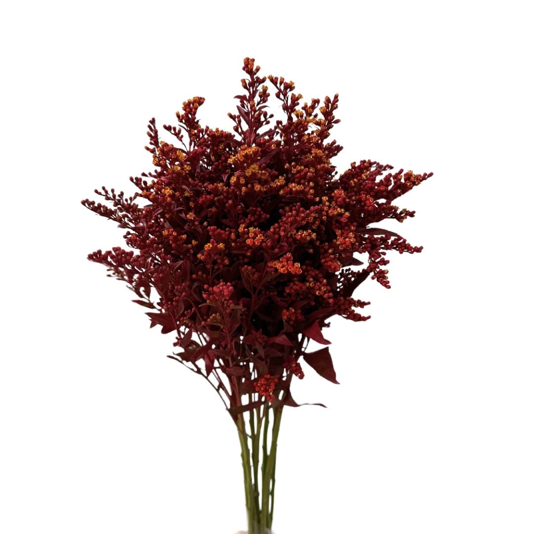 Solidago dyed red | Wholesale flowers, plants and supplies Solidago dyed red
