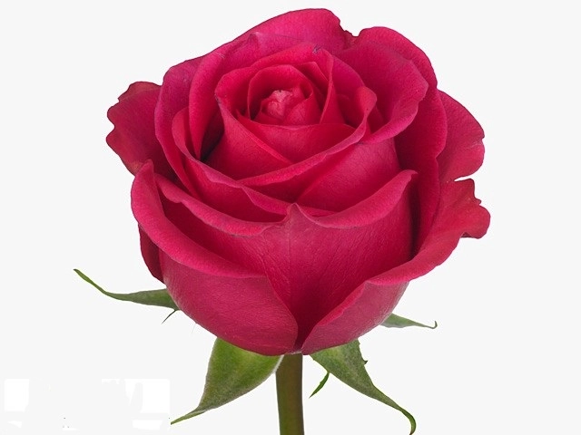 Rose attitude