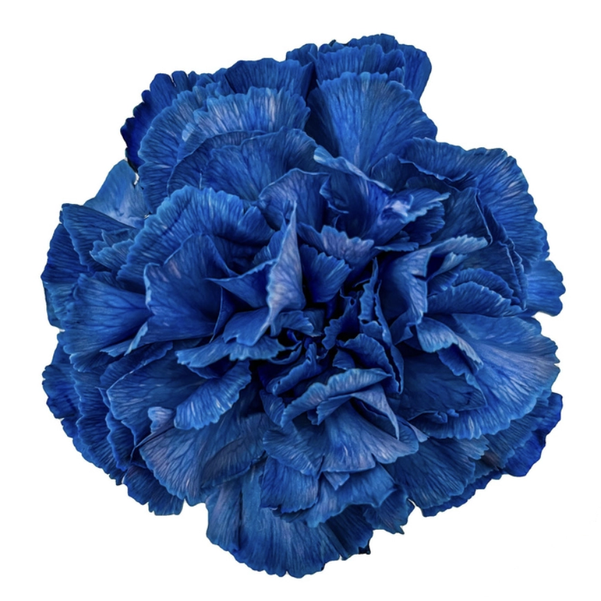 Carnation tinted indie