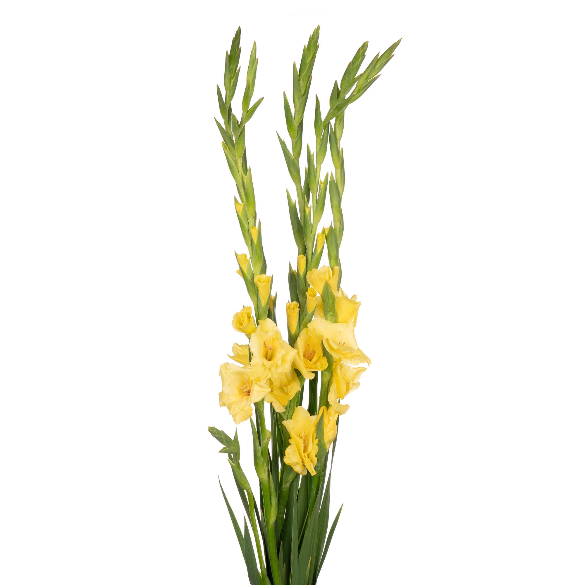 Gladiolus bananarama