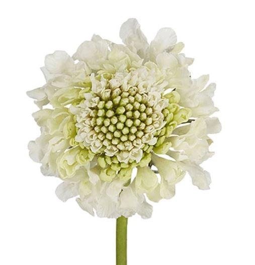 Scabiosa white