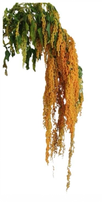 Amaranthus djulis orange