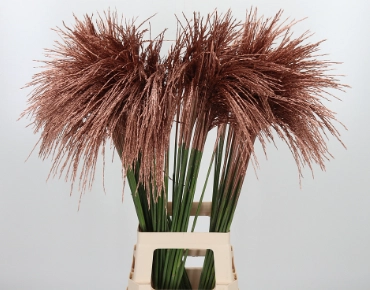 Miscanthus tinted copper