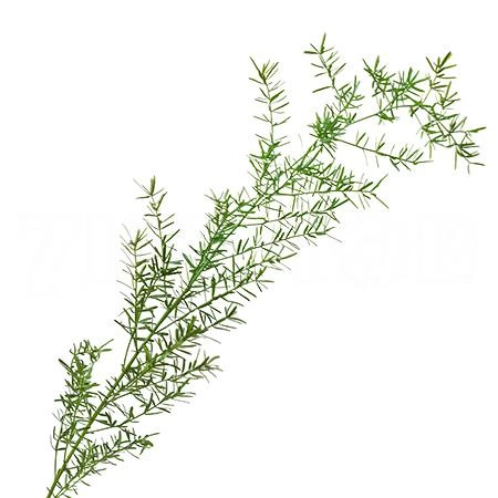 Blad Asparagus sprengeri | Wholesale flowers, plants and supplies Blad Asparagus sprengeri